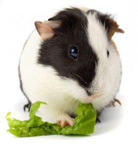 guinea pig 2